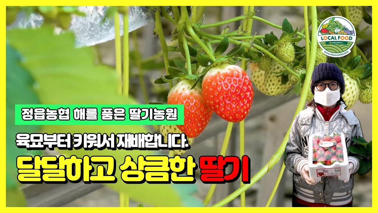 정읍시 정읍농협 - 이영주 출하농가(딸기)