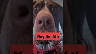 May the 4th German Shorthaired Pointer Rick Rolled...#new #shorts #ytshorts #viral #viralshorts