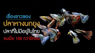 เรื่องราวของ 'ปลาหางนกยูง' ปลาที่ไม่เคยมีอยู่ในไทย จนเมื่อ 100 กว่าปีก่อน