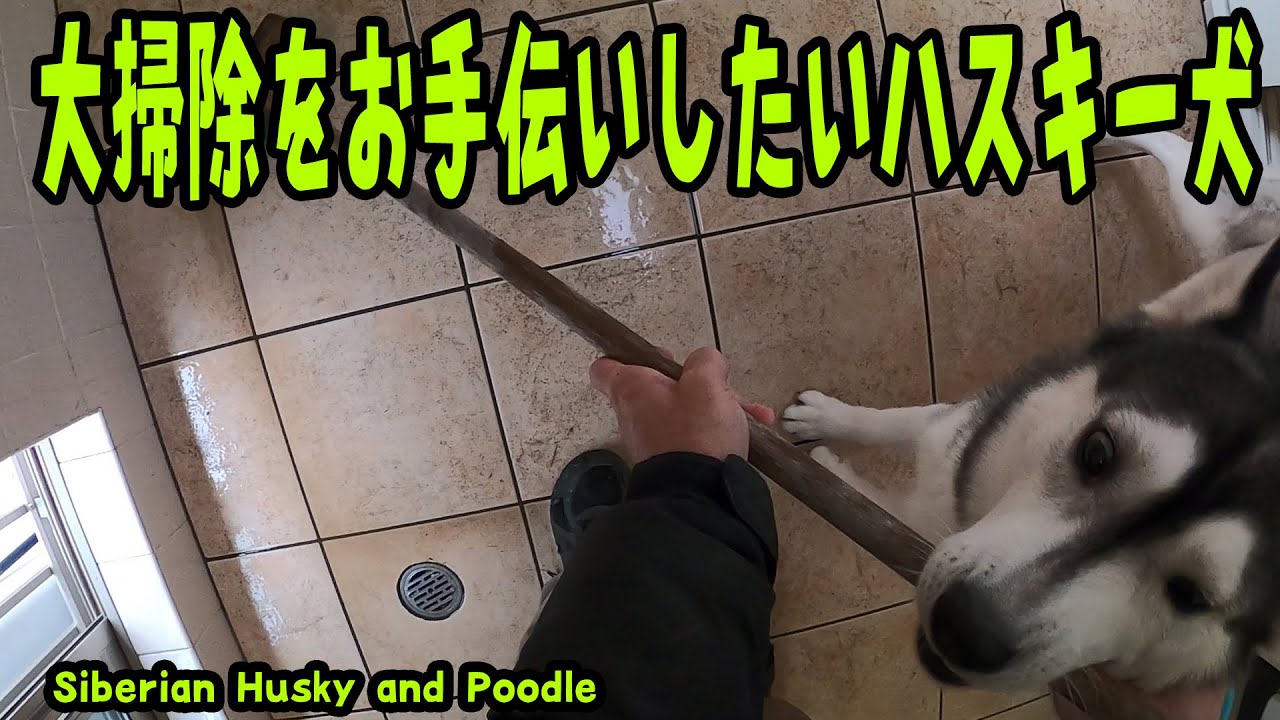 大掃除 やる気満々のハスキー犬がおもしろい Husky And Poodle 動物がかわいいyoutube動画はここだ 大掃除 やる気満々のハスキー犬がおもしろい Husky And Poodle 動物がかわいいyoutube動画はここだ