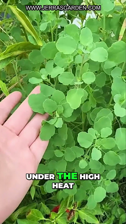 Download lagu Papalo: The Resilient Herb for High-Heat Gardens