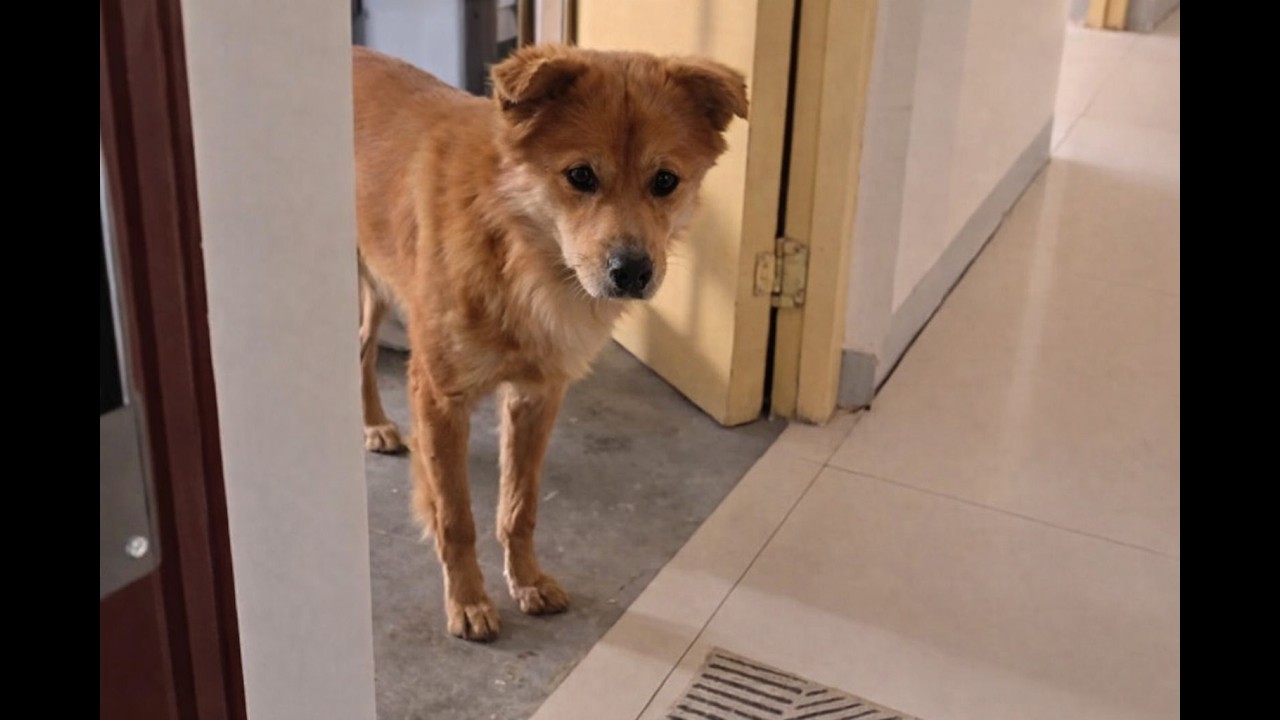 The Abandoned Puppy Followed Us Home, And My Daughter Begged Me To Let Him In.