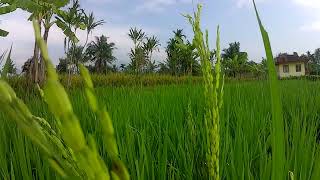 Sunmori Yang Ngga Biasanya, Keliling Kampung Pinggiran Kota Cianjur