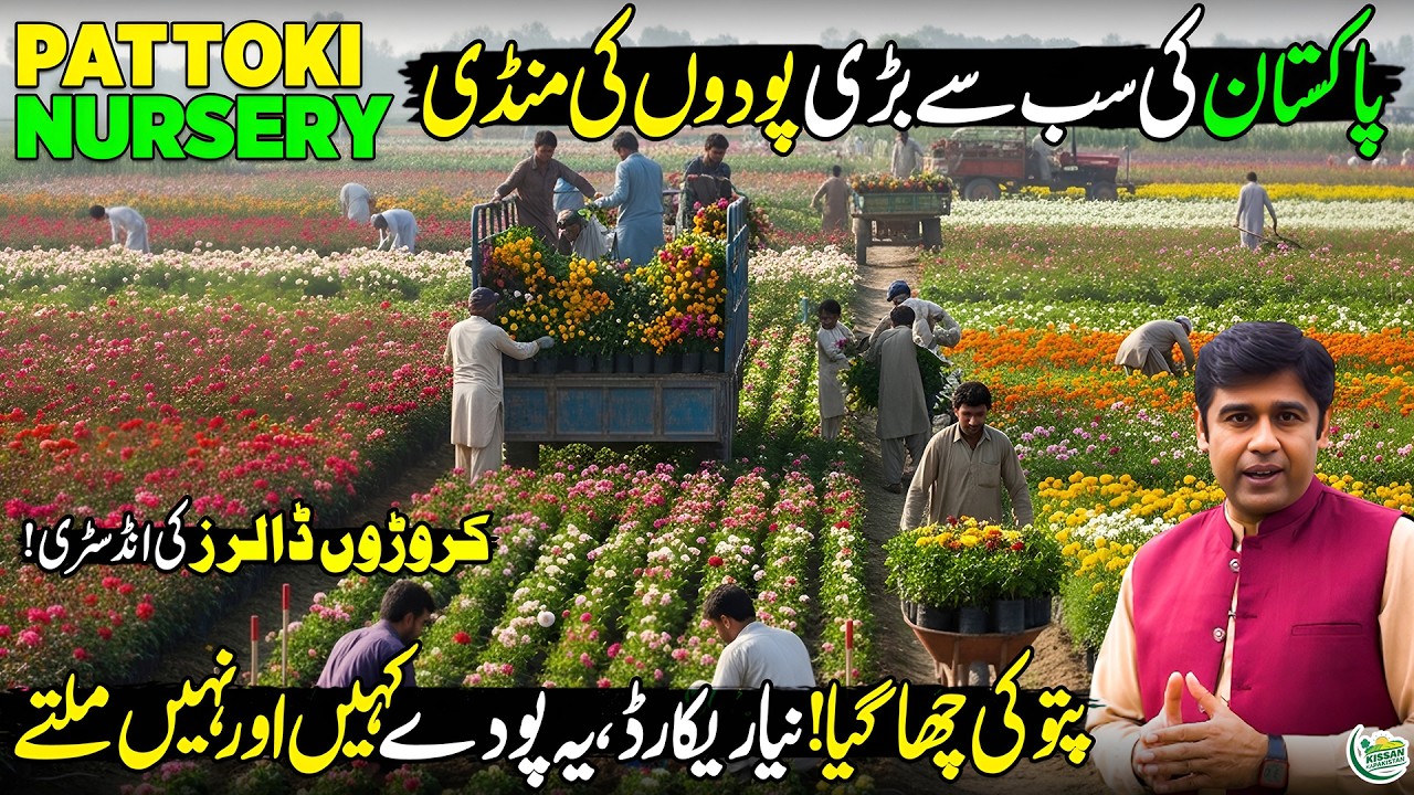 Pattoki Pattoki: Asia’s Largest Flower & Nursery Market | Green Industry of ...