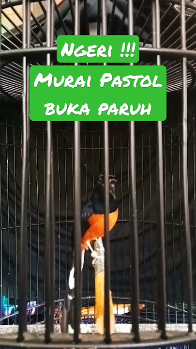Murai Pastol Buka Paruh, Ngerii š± #shorts #muraibatugacor #muraibatu