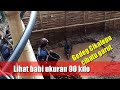 Lihat b4b1 ukuran 90 kilo di gedeg cikalepu cibatu garut