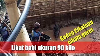 Lihat b4b1 ukuran 90 kilo di gedeg cikalepu cibatu garut