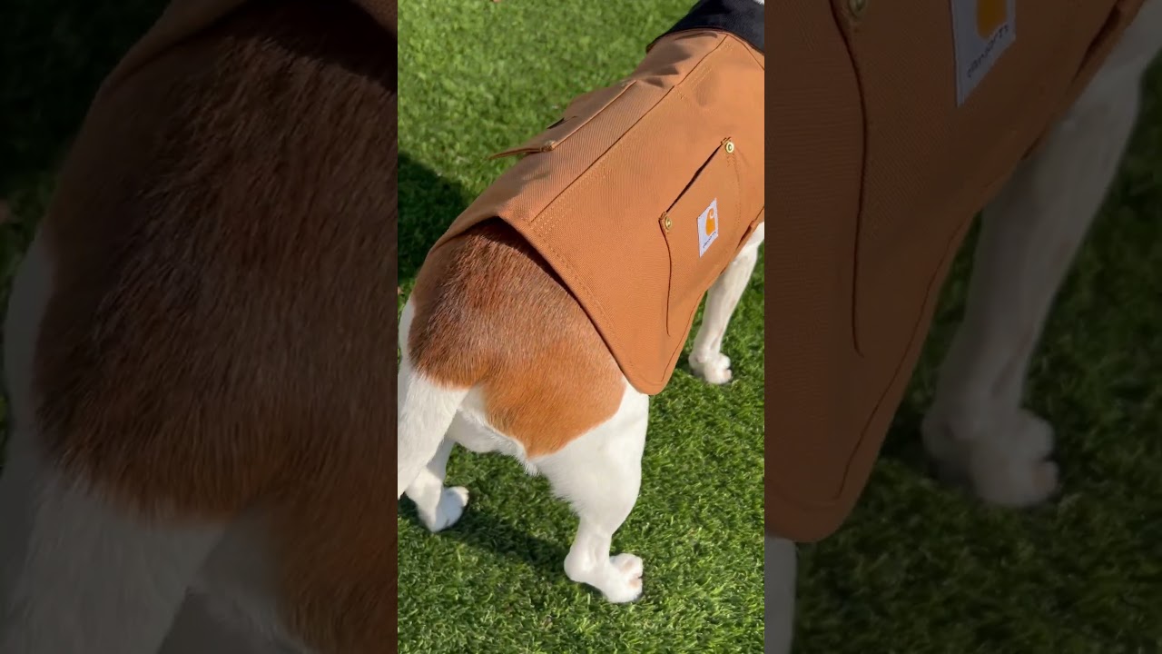 New Carhartt dog jacket!