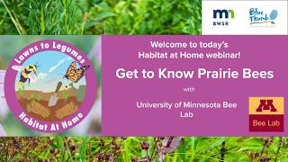 Habitat at Home: Get to Know Prairie Bees with University of MN Bee Lab