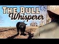 Bull Whisperer : When The Bull Talks Back