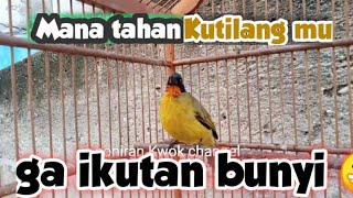 Kutilang Emas mana yang tahan dengerin kutilang gacor @ponirankwokchannel