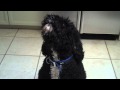 Portuguese Water Dog Singing の動画、YouTube動画。