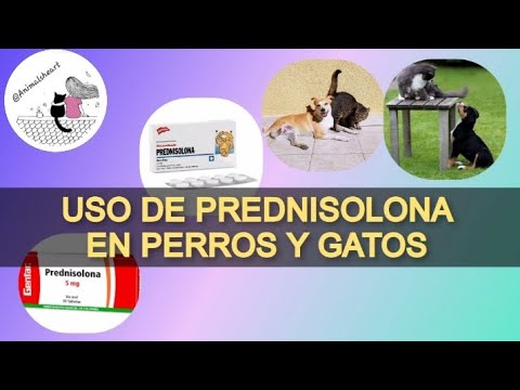 Uso de Prednisolona en perros y gatos😊🐕🐈 #veterinaria #farmacologiaveterinaria #vet #dog #cats #pet hqdefault