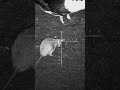 NEVER RUSH WHEN SHOOTING OVER LIVESTOCK! #hunting #nightvision #airrifleshooting #airriflehunting
