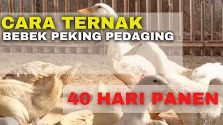CARA TERNAK BEBEK PEDAGING 40 HARI PANEN - RHY 4 #bebek #ternak #rhy4