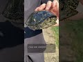 Охотница