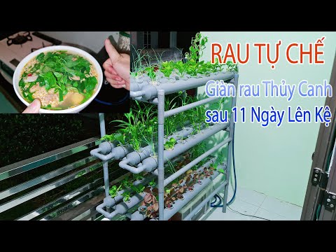 Video Rau Tự Chế - Test giàn Rau Thủy Canh PVC tự chế sau 11... - youtube