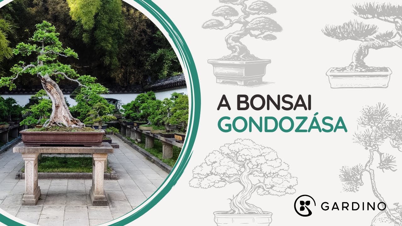 A Bonsai gondozsa - egy igazi mvszet