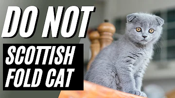 Jak dlouho žijí skotské fold kočky?