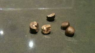 Mexican Jumping Beans