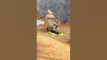 Thumbnail of Hakuna matata in real life #timonandpumbaa #hakuna_matata #lionking #comedyvideo #subscribe