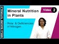 Mineral Nutrition in Plants - Role & Deficiencies of Nitrogen