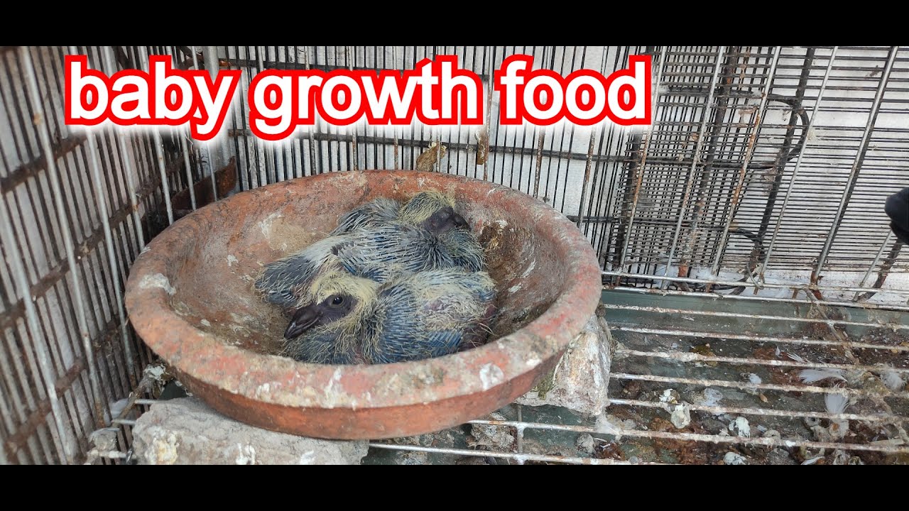 How To Make Baby Pigeon Food At Home How To Make Baby Pigeon Food At Home