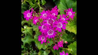 My Beautiful Memory By Raselhits