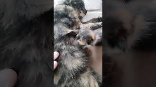 Tryin to milk my mommy