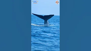 पृथ्वीवरचा सर्वात मोठा जीव  Blue Whale...#shorts