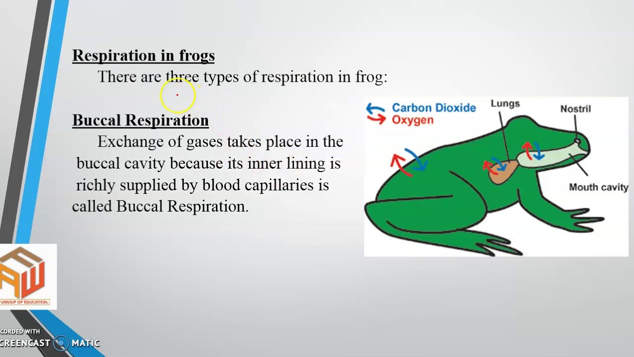 cutaneous respiration in amphibians