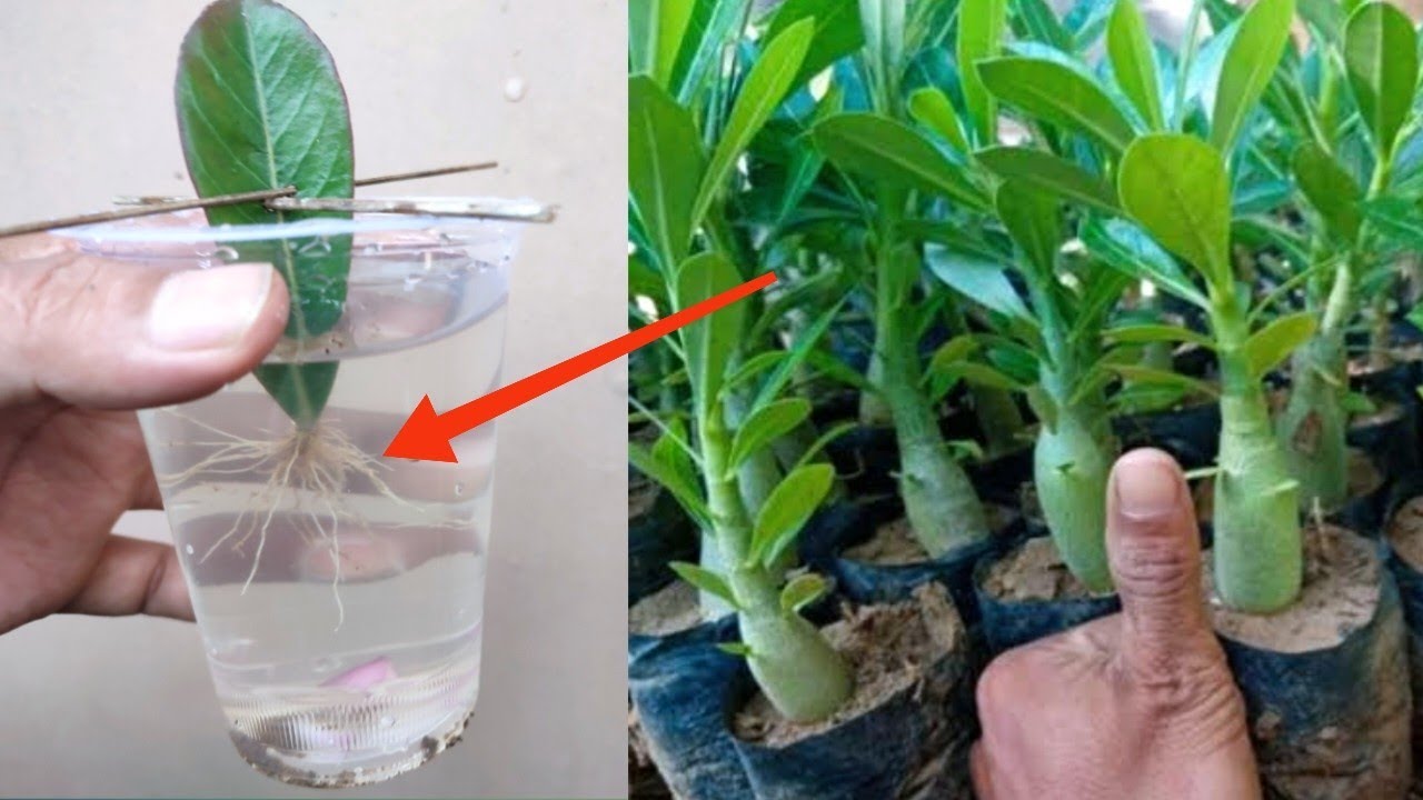 How to propagate Adenium With Water - YouTube