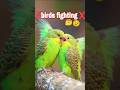 ❌birds fighting ❌#shors #petparadise #lovebirdsfarming #cockatiel #parrot #pets