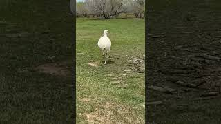White Emu On The To The Property Next To One Of Ours