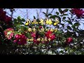 [新曲] 三年椿/竹川美子/Cover/村上文子/2019年3月6日