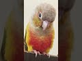 talking parrot green bird comedy 🦜🫛