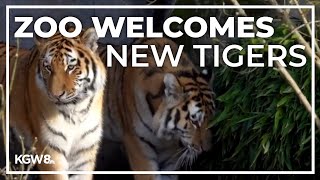 Oregon Zoo's new tigers explore their habitat