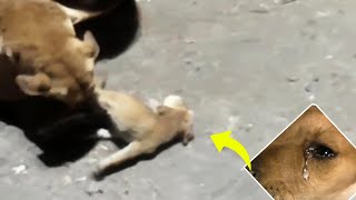 Mama dog cried loudly while dragging her injured puppy, 