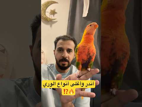 أندر وأغلى انواع الوري بالعالم ببغاء لوري طفرة نوادر  