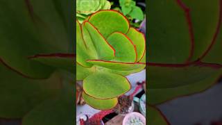 REINITAS VERDES #suculentas #plantas #jardin #plants #garden  #flores