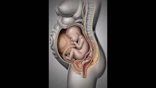 Inside the Womb: Amazing 3D View of Baby Development During Pregnancy