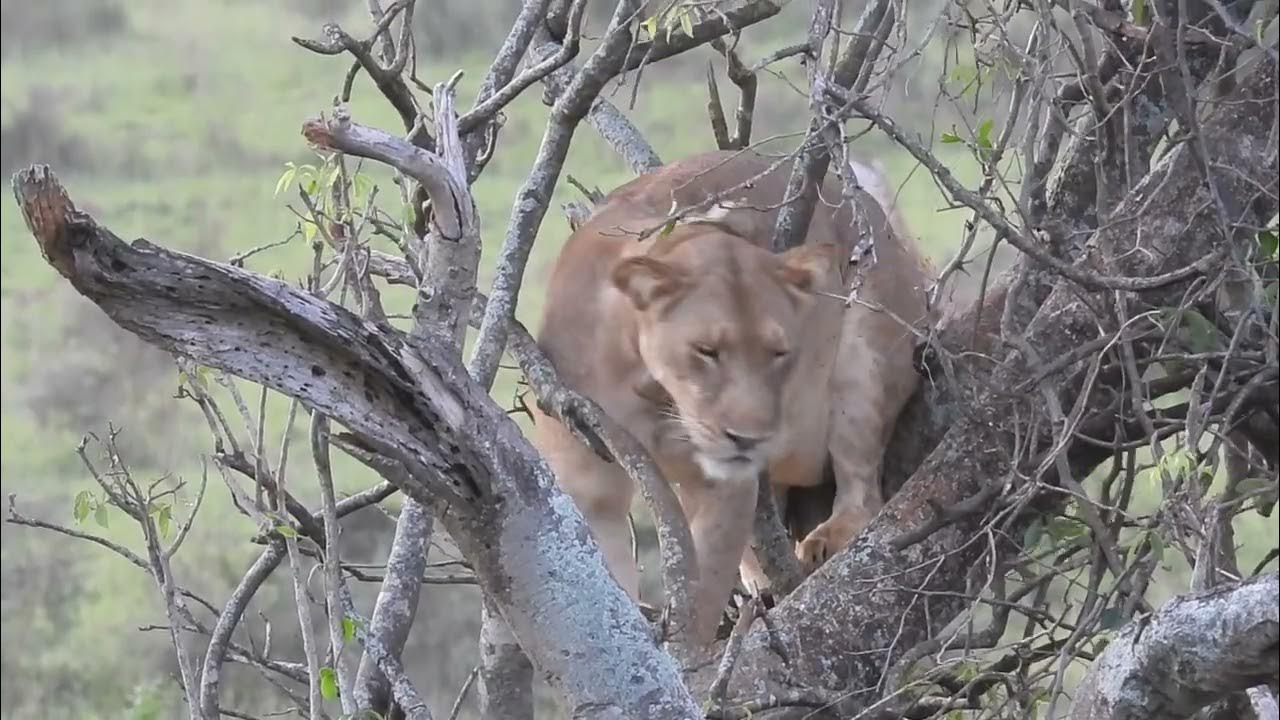 Uganda 2 Skunk Anansie - YouTube