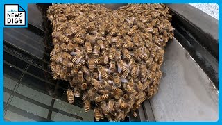 県警本部に“ある大群”が押し寄せ緊張走る…　“捜査”の結果「ミツバチ」と判明　最も安全な場所を選んだ？