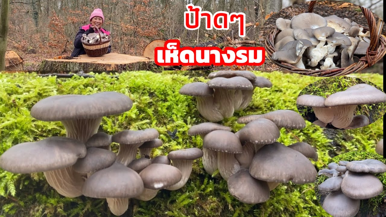 ป้าดๆเจอเห็ดนางรมทั้งตื่นเต้นทั้งดีใจปานมีคนมาปลูกไว้ช่ออ่อนๆขาอวบๆสวยๆเก็บมันส์ๆฟินสุดๆ