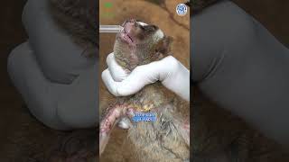 Slow Lorises are being KILLED by a DEADLY New Threat!