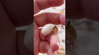 Hermit Crab In Maldives 2022