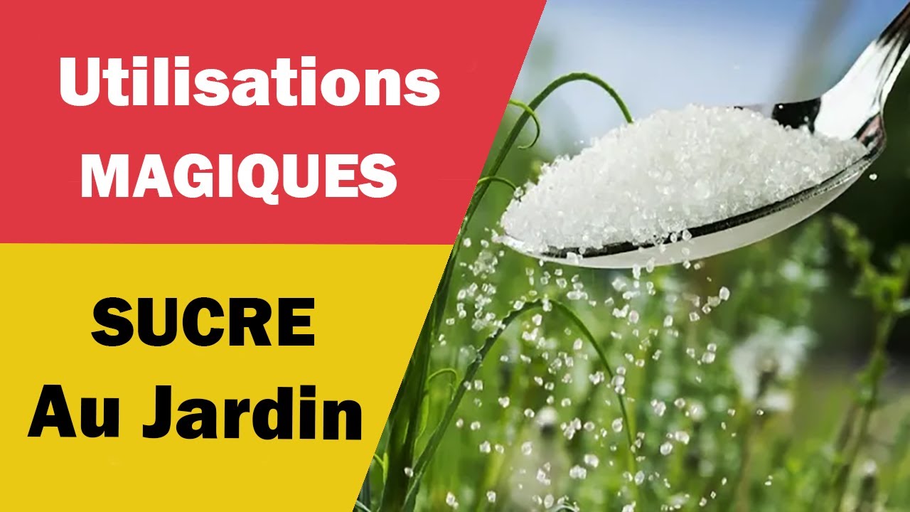 Les Utilisations Magiques du Sucre au Jardin