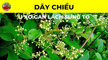 Dây Chiều Có Tác Dụng Chữa Trị Bệnh Gì | U Xơ Gan Lách Sưng To