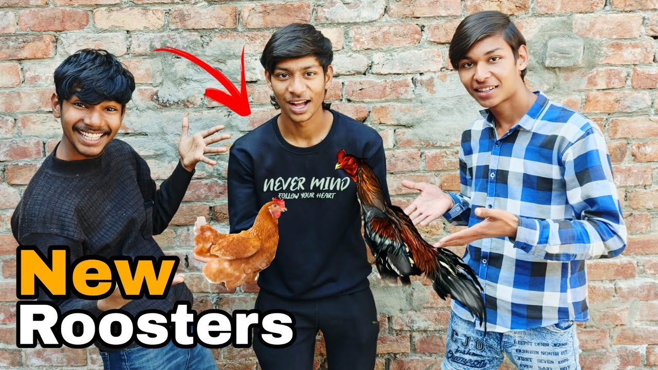 Salas Bought New Roosters 🐓
