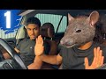 O le rat   blue scam pisode 1